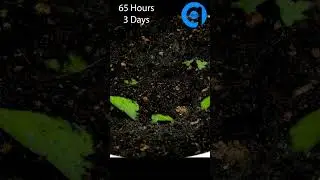 Growing Plants From Leaves Time Lapse  #timelapse #goinside #growingplants