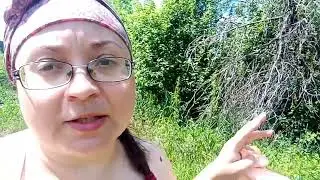 Простая деревенская жизнь - огород на целине, насекомые и трудовые будни