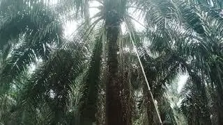 pruning sawit