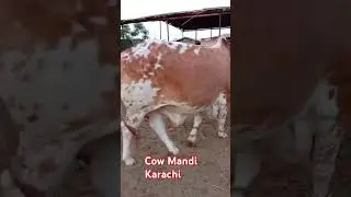 Cow Mandi Karachi 2024