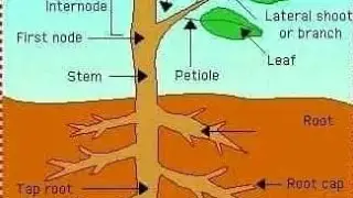 FORM 2 BIOLOGY. TRANSPORT IN PLANTS AND ANIMALS. ABSORPTION OF WATER