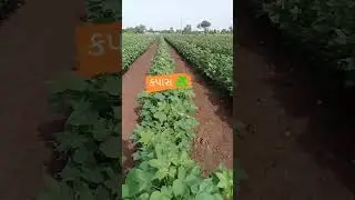 ખેતી વાડી 🌾કપાસ 🌱 #farming