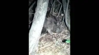 another bear in the bushes