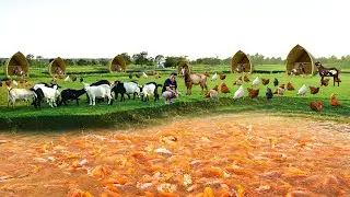 Genius Methods to Raise and Harvest Tilapia & Catfish in a Large Mud Pond! Thousands of fish harvest