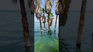 بحيرة طبريا والعيون الفولية أجمل ما يكون