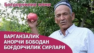Анор етиштириш ҳақида - Anor yetishtirish haqida