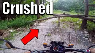 Tree Almost Ended Me.
