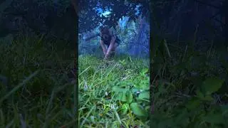 Hunting in the fog 🐾 