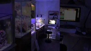 Reef Tank ( BERGHIA EATS AIPTASIA FAST! ) #reeftank #aquarium