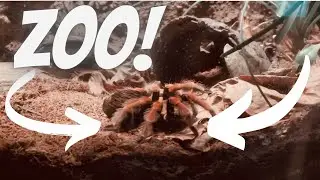 A trip to the Zoo!!