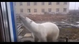 БЕЛЫЕ МЕДВЕДИ НА ЛЬДАХ И НА СУШЕ. СПАСЕНИЕ СОБАКИ. И ОБЪЯТИЯ КИТОВ.