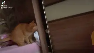Любопытный Перс.