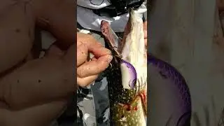 Trophy pike breaks hooks. 