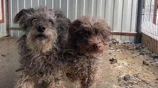 BEFORE and AFTER the groomer. TWO Dumps arrived, and BRAD PITT and ANGELINA JOLLY left