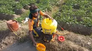 Pesticide Spray on potato Crop In Pakistan