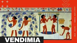 🌱 La VENDIMIA ✂️ ¿Cómo se VENDIMIA? ORIGEN de la palabra y TRADICIONES.