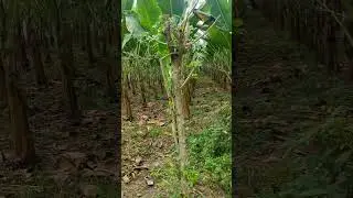 Subwal 