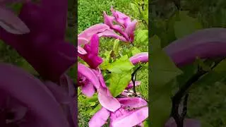 Доброе утро дорогая,хорошего дня,музыкальная открытка с добрым утром! 
