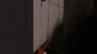 Pennytoy