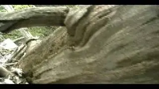THOMAS VINCI - Melo
