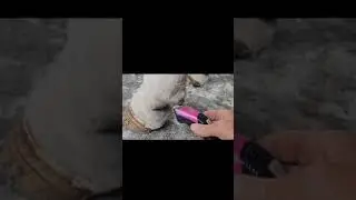 Masterclip Hunter Horse Clipper & Showmate Trimmer Combo - Full horse clipping and trimming duo