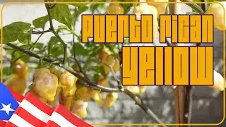 Puerto Rican Yellow - Chinense