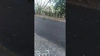 Обезьяны на Карма пляже
