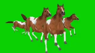Horse Running Green Screen | Horse Stampede Green Screen | Free to Use |