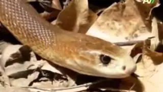 Гремучая змея