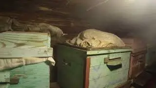Зимовка Пчел Карника 7 месяцев -23 Января 2022 - проверяем как идет зимовка