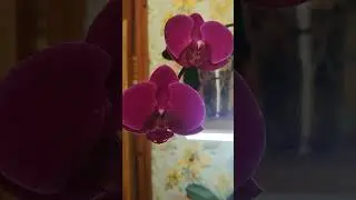 Нужно ли покупать орхидеи уценки?