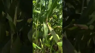 Dad Joke: What has ears but cannot hear? Ears of corns