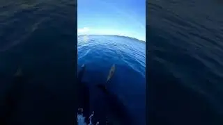 Sayure jiwita nawa... | Ship of life at sea... | Braveheroic