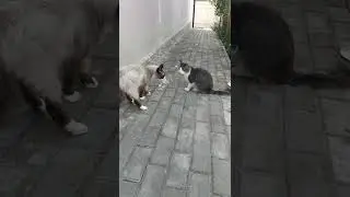 коты #разборкикотовнадаче