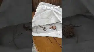 кедр шишка курагино