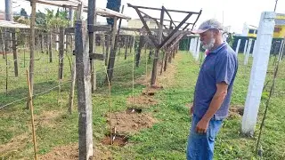 Mudas de Uva para o Plantar em Casa