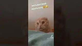 кот разбудил хозяйку