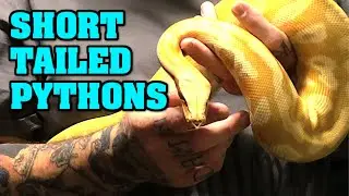 hanging with O'Malley's morphs, short tailed pythons, blood pythons, and more!!