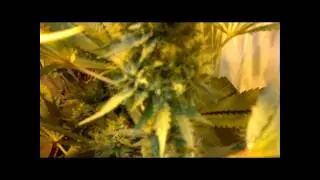 400w Hps, 250w CFL. Alaskan Ice Big Bang Cross, indoor weed sea of green Part 7