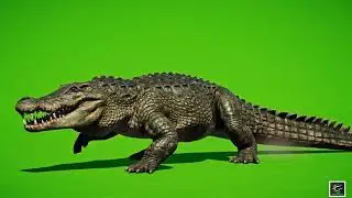 🐊 VFX Green Screen New Crocodile – FREE GREEN SCREEN