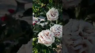 И снова я снимаю розы 🌹🌹🌹