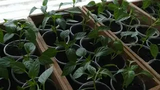Sowing seeds in cups. Why I sow only this way - my arguments