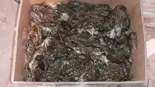 Crayfish keeping. We populate freshwater crayfish