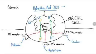 Proton Pump Inhibitors Explained in 4 Minutes