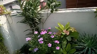 My Simple Garden is live!