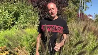 Now is a great time to look at perennial grasses and make your plans for next spring.