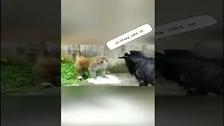 Funny video of a 