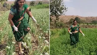 🌺Kay ye mai kar paungi? 🤪🙈 milking ke sath Beautiful😍 Village vlog Real life🌺Indian women Routine 🌺