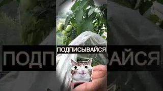 Малосольный огурец