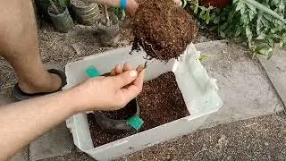 Ананас 🍍 2